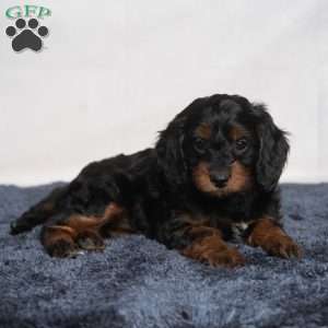 Marissa, Cavapoo Puppy